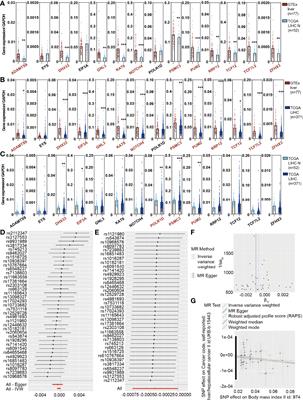 ESR1 Regulates the Obesity- and Metabolism-Differential Gene MMAA to Inhibit the Occurrence and Development of Hepatocellular Carcinoma